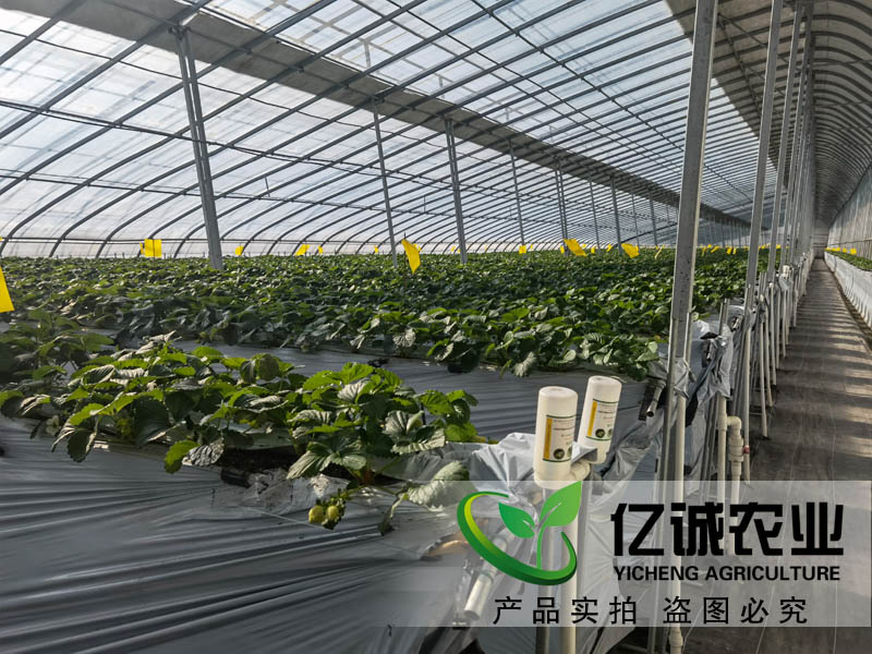 智能溫室大棚承建哪家好？如何種植和管理才能提高，大棚的經(jīng)濟(jì)效益呢？