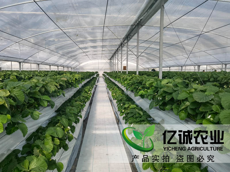 遮陽系統(tǒng)在玻璃溫室草莓種植中有哪些優(yōu)勢(shì)？